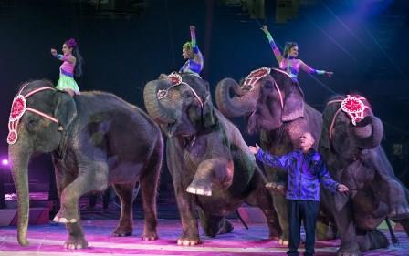 Step Right Up to the Extraordinary Moolah Shrine Circus Experience
