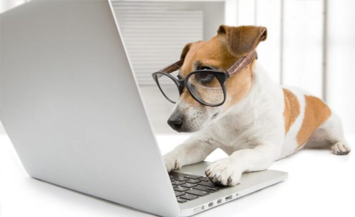 pets shops online