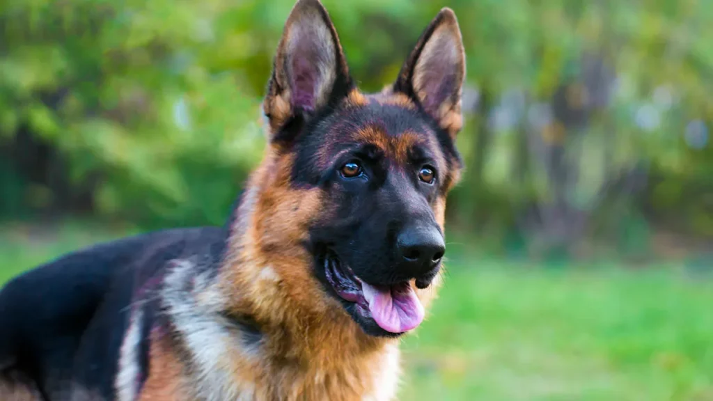 From Paws to Protect: Unveiling the Best Police Dog Breeds